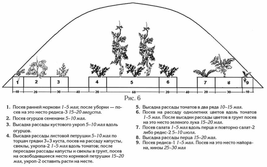 Схема посадки перца в теплице из поликарбоната 3х6