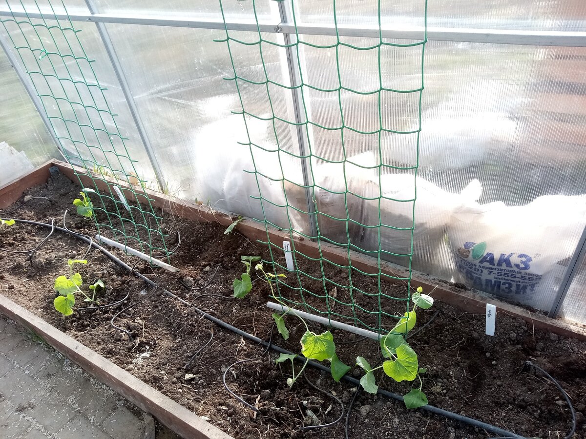 Арбузы в теплице из поликарбоната: выращиваем сами