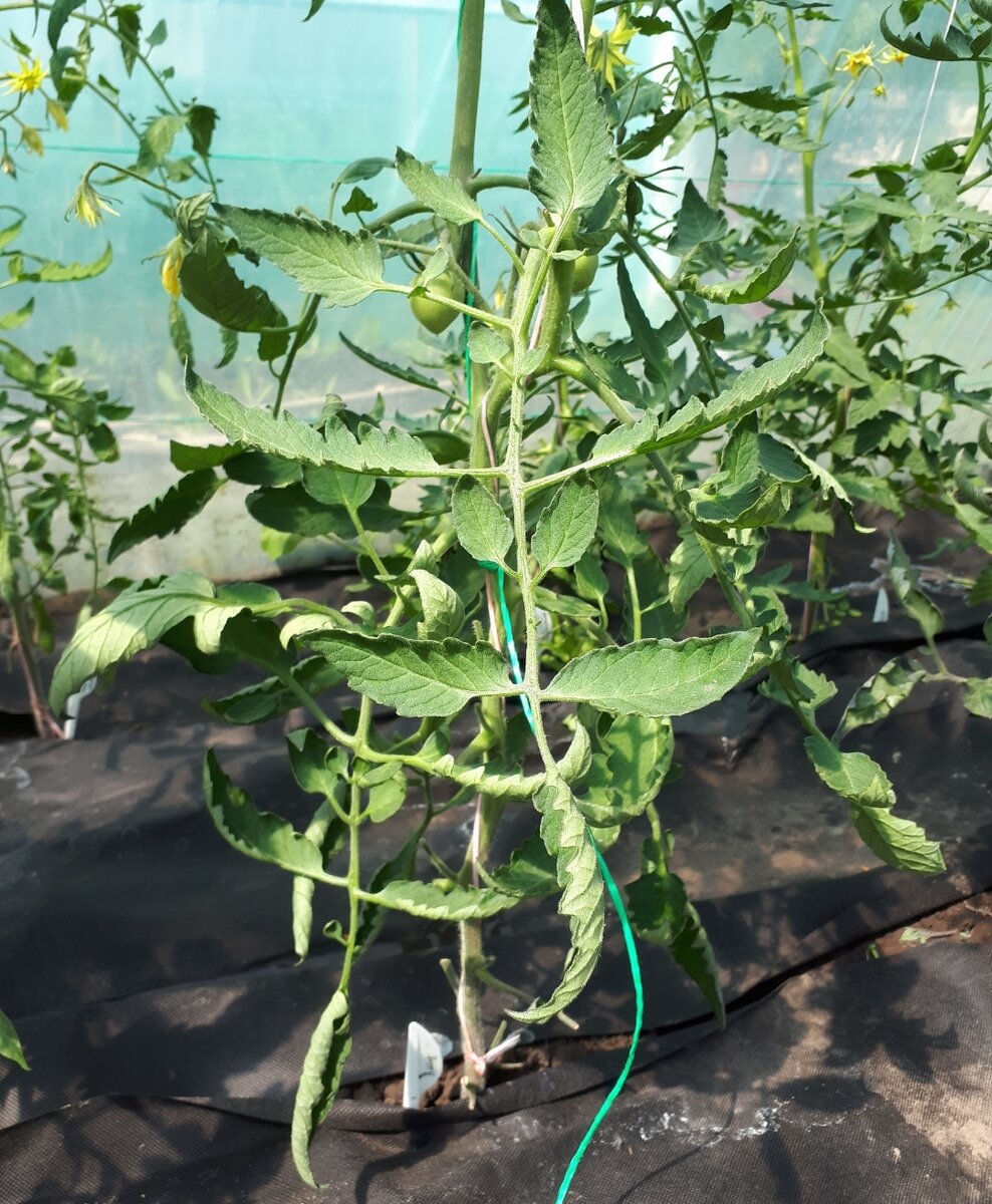 Дела томатные: почему у помидоров скручиваются листья и как решить эту проблему
