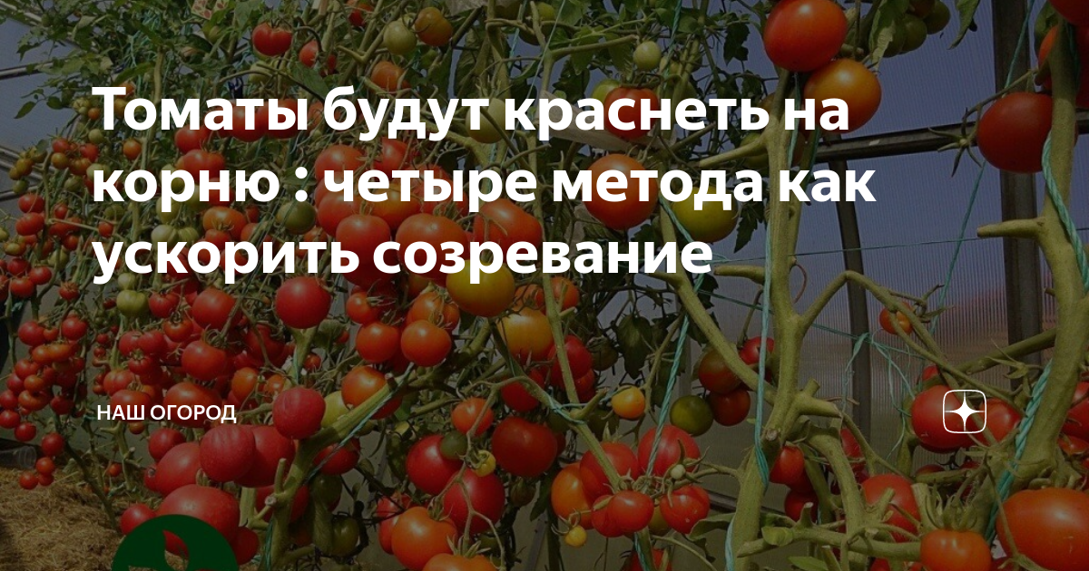 Что делать чтобы были помидоры. Созревание помидоров. Помидоры как ускорить созревание томатов. Созревание томатов на кусте. Помидоры зреют в кусте.