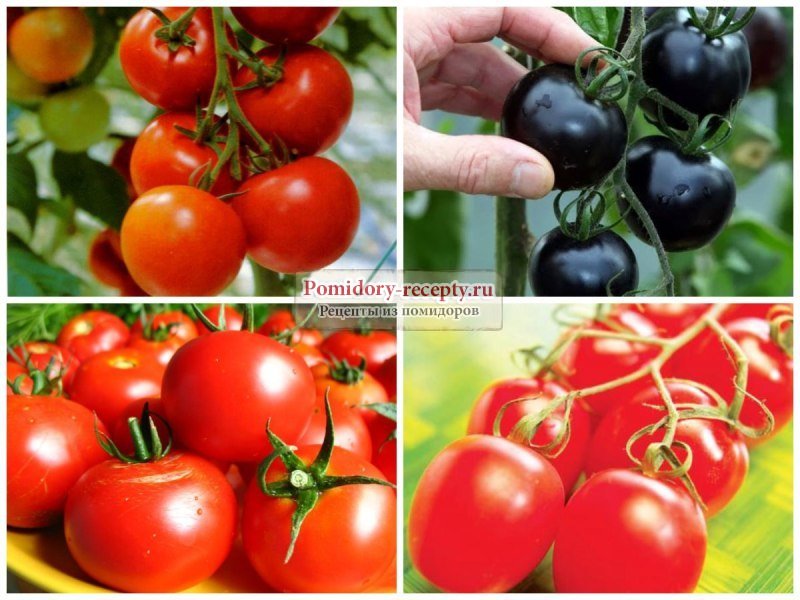 Лучшие сорта томатов для подмосковья - топ-45 2023 года | огородникам инфо