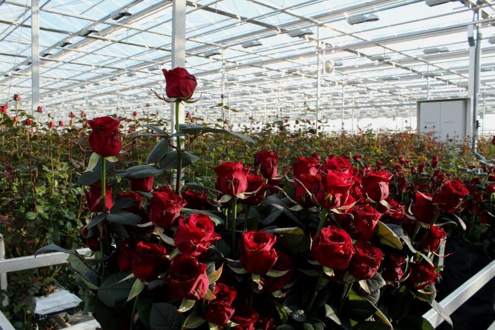 Как открыть свой бизнес по выращиванию цветов в теплице?