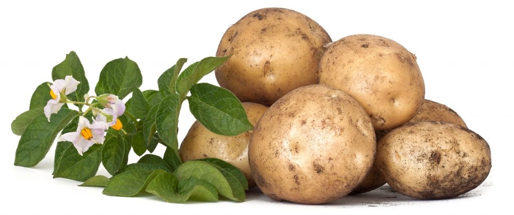 Барин — чипсовый картофель для климата центрального региона