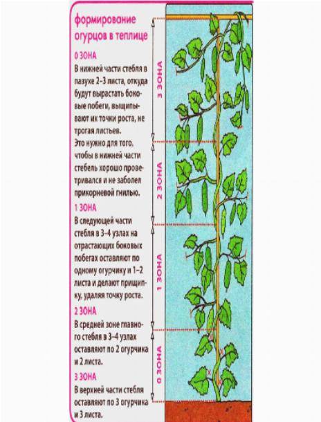 Способы формирования куста огурцов в теплице и повышения урожайности в 2021 году