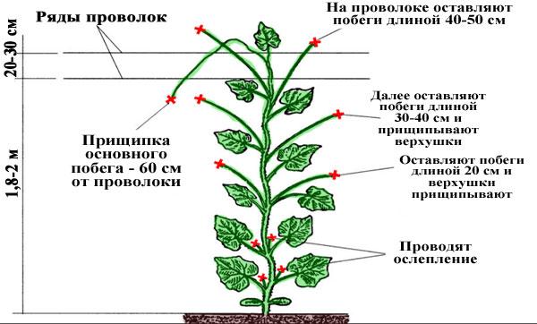 Формирование огурцов в теплице схема правильное