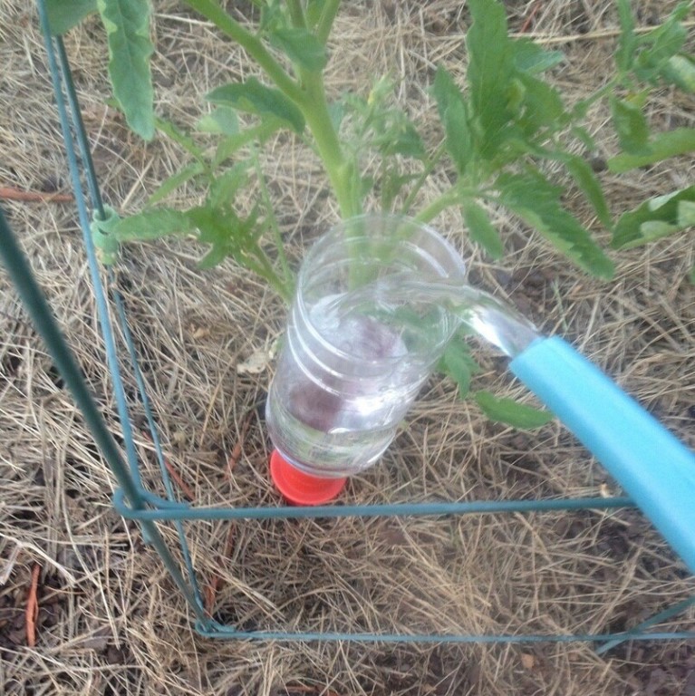 Полив помидоров в открытом грунте и теплице: норма и частота