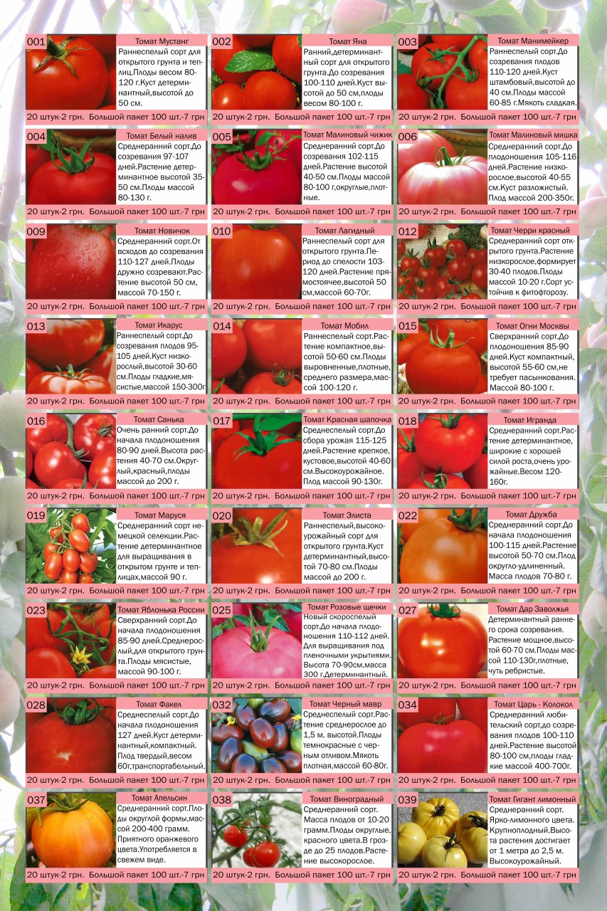 Лучшие сорта томатов (помидор) на 2024 год для теплиц и открытого грунта