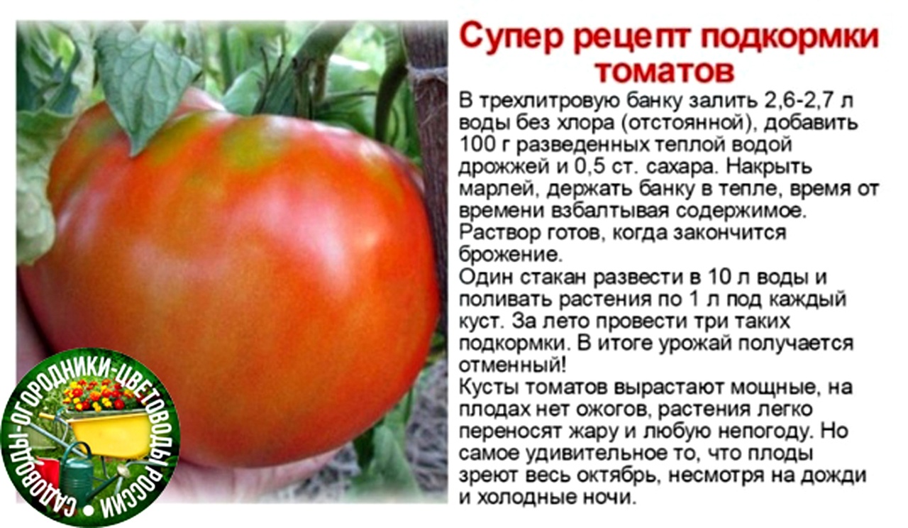Чем подкормить помидоры в теплице после высадки, чтобы были толстенькие