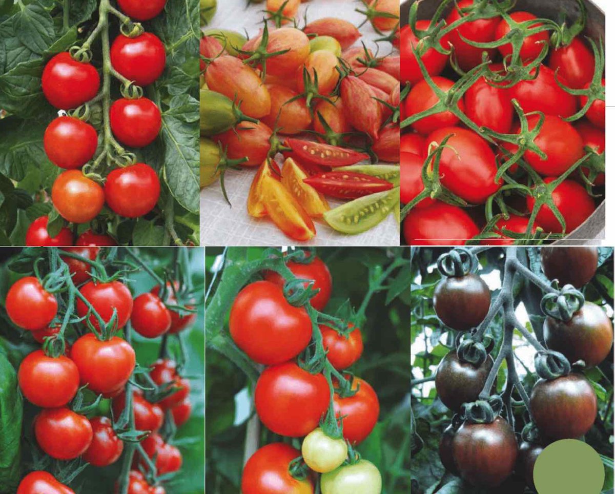 Лучшие сорта томатов (помидор) на 2024 год для теплиц из поликарбоната и открытого грунта - blog-dm.ru