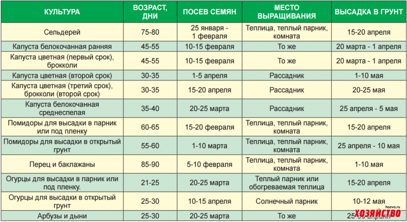 Когда сажать огурцы на рассаду в 2023 году для теплицы: выбор благоприятных дней, особенности выращивания и подходящие сорта