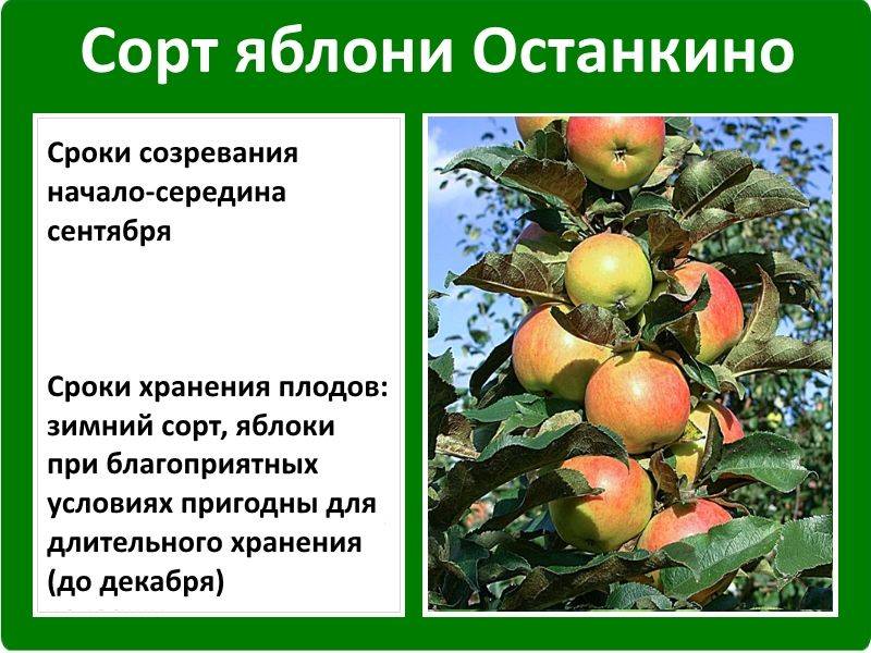 Колоновидная яблоня президент: описание и характеристики сорта