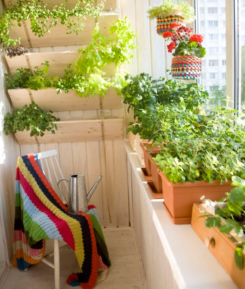 Домашний огород на подоконнике и балконе | zelenysad.ru