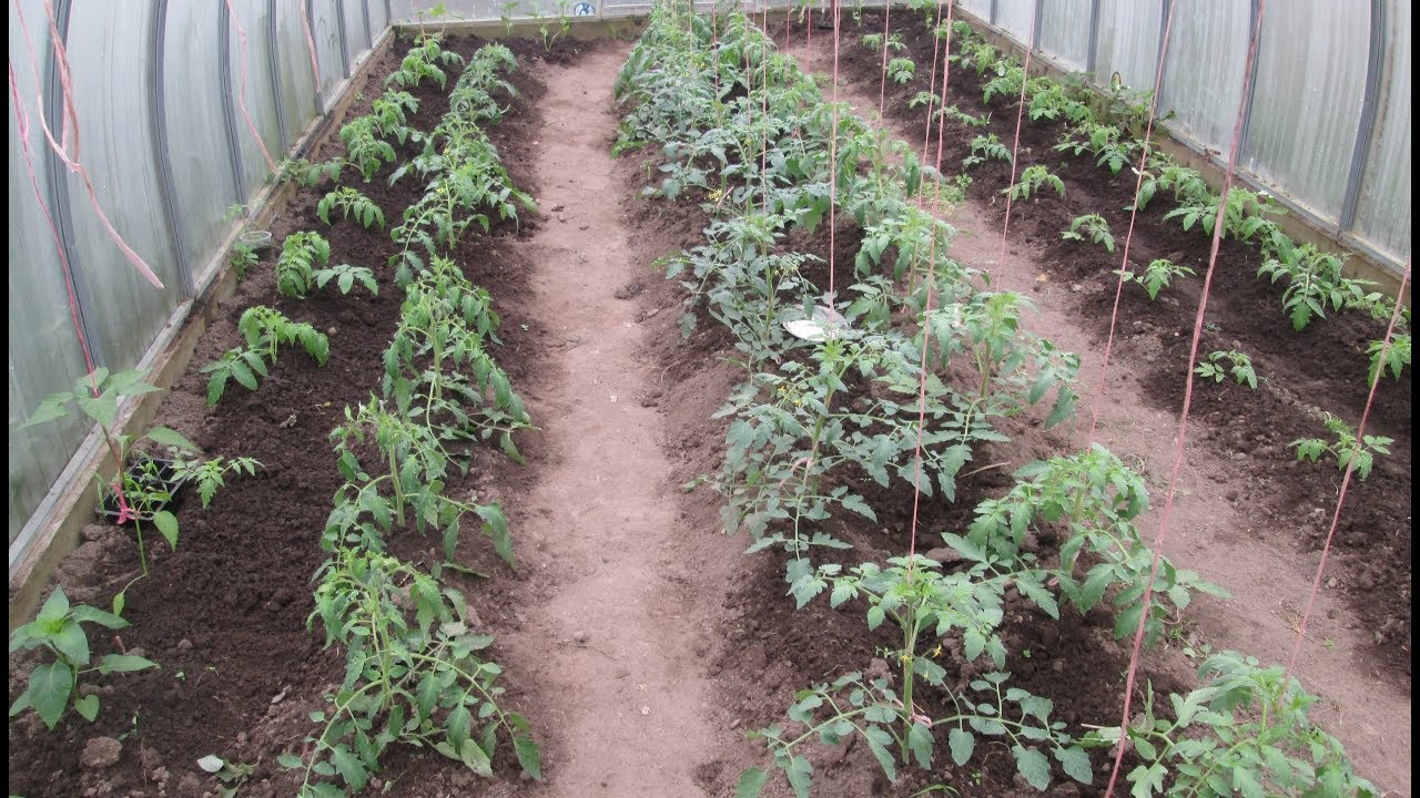 Схема посадки помидор в теплице из поликарбоната