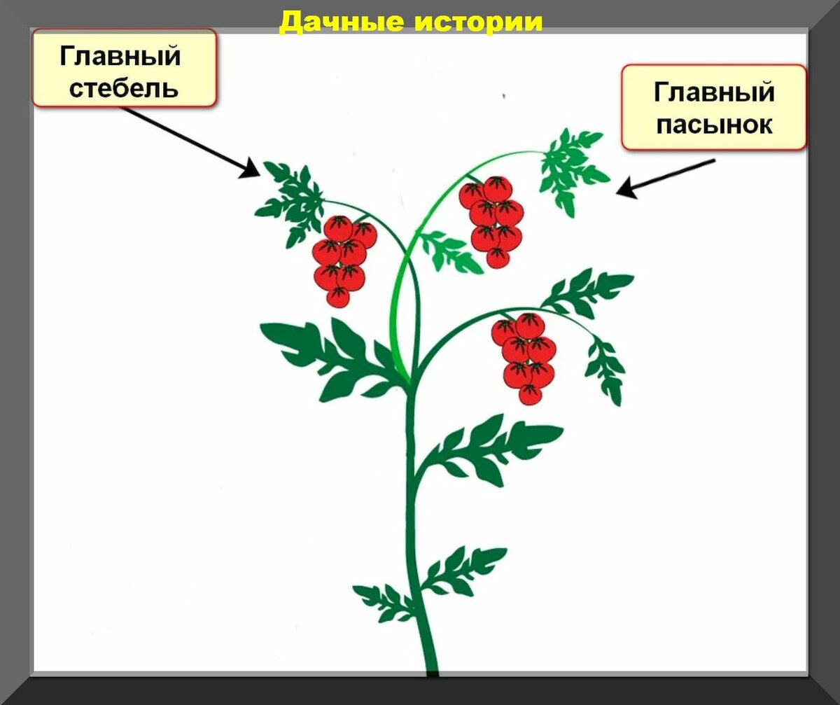 Как пасынковать помидоры в теплице и в открытом грунте в зависимости от вида