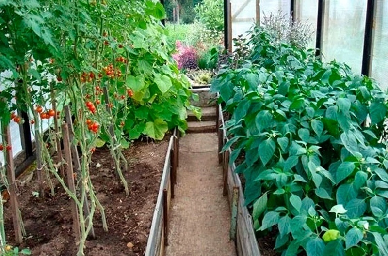 Можно ли в одной теплице выращивать перец, помидоры и огурцы