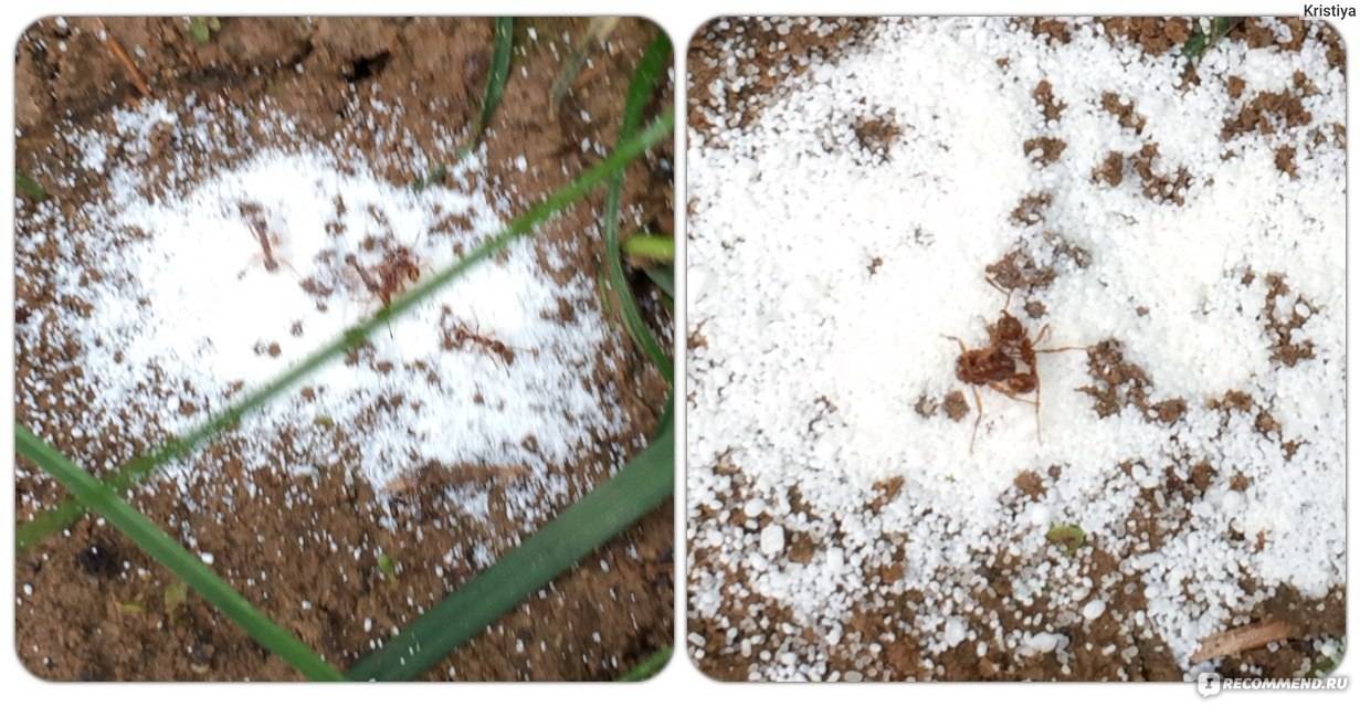 Как избавиться от муравьев в теплице без вреда для растений: самые эффективные способы борьбы