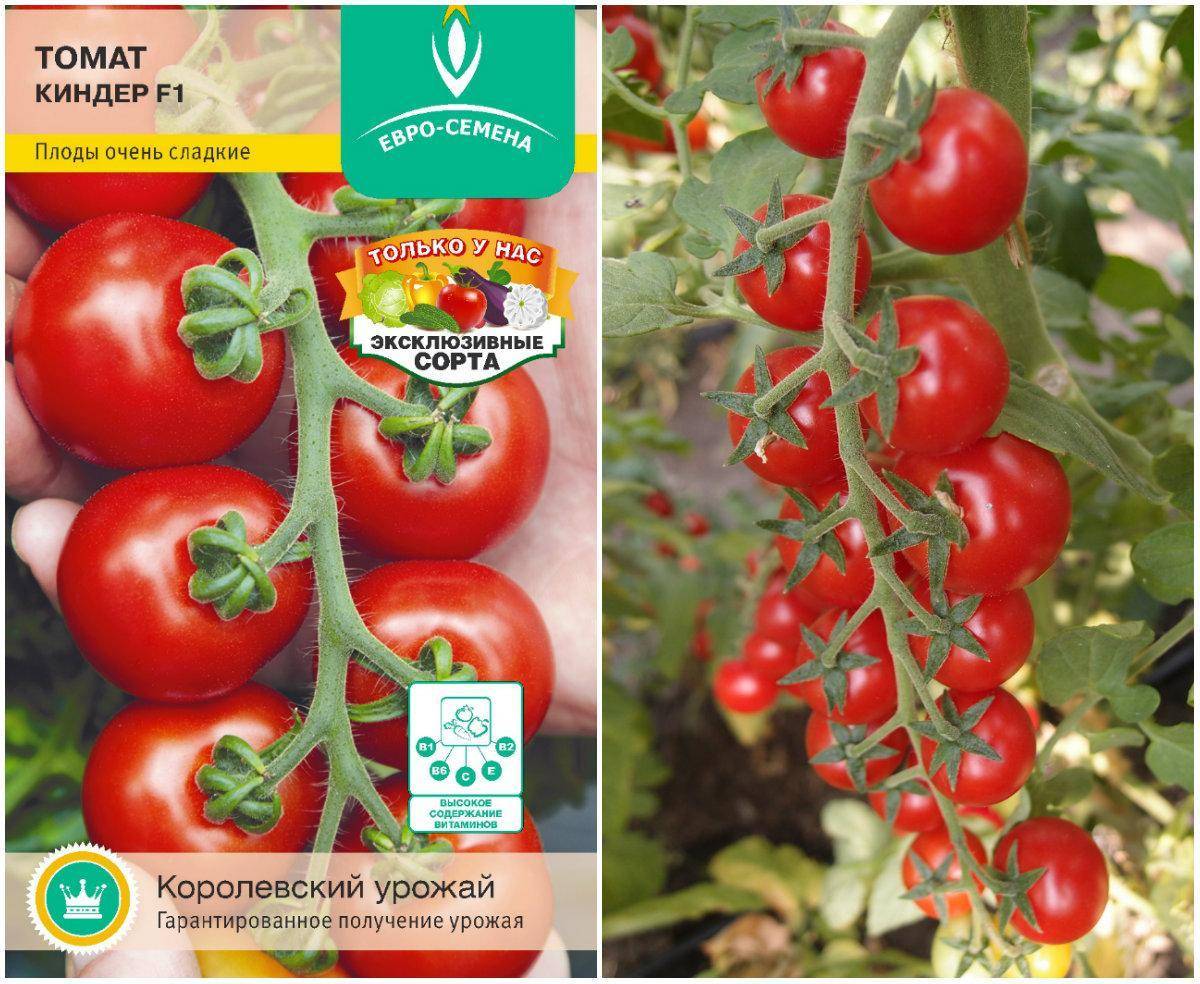 Новые сорта томатов сибирской селекции на 2023 год