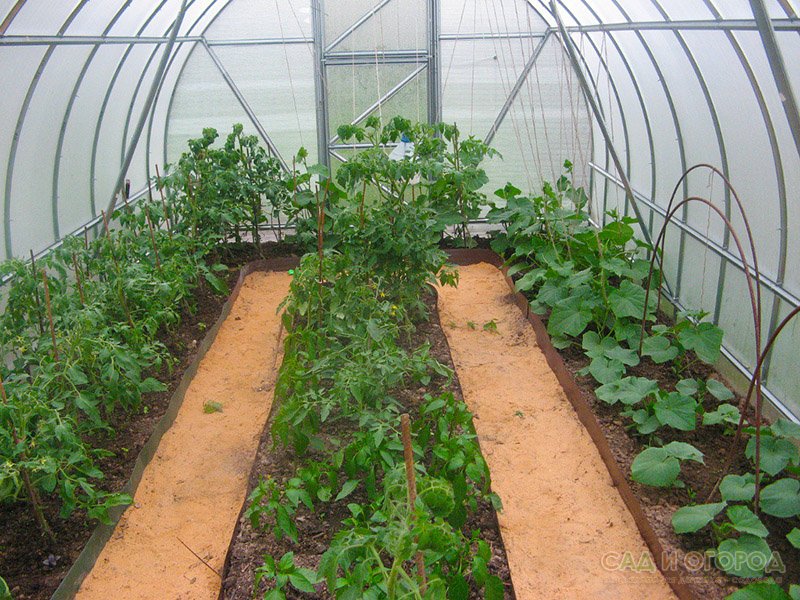Руководство по выращиванию перца в теплице из поликарбоната: от посадки и ухода до сбора урожая