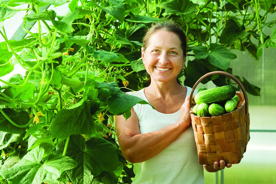 Выращивание хорошего урожая в теплице — 4 основных правила обустройства