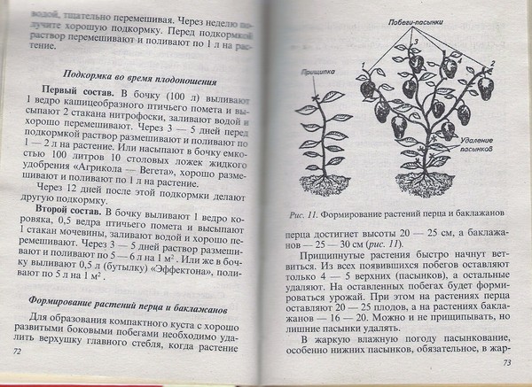 Как пасынковать баклажаны в теплице пошагово схема