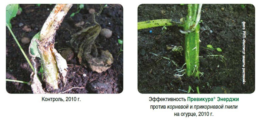 Препараты от корневой гнили огурцов