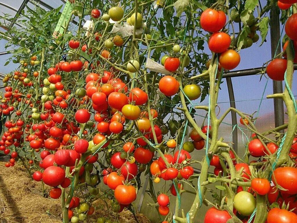 ✅ как добиться высокого урожая томатов при выращивании в теплицах? - сад62.рф