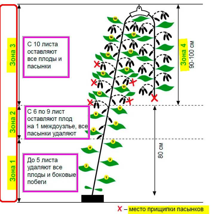 Пасынкование огурцов в теплице пошагово для начинающих схема