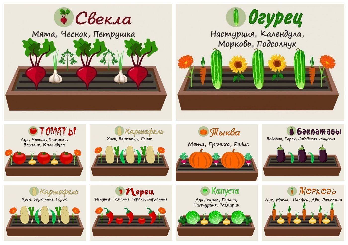 Совместимость овощных культур в теплице | огородник